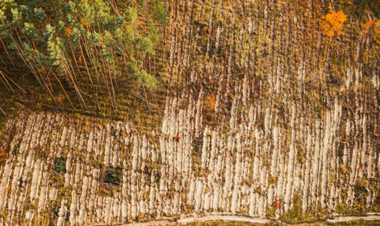 EUDR una nuova sfida per le filiere globali