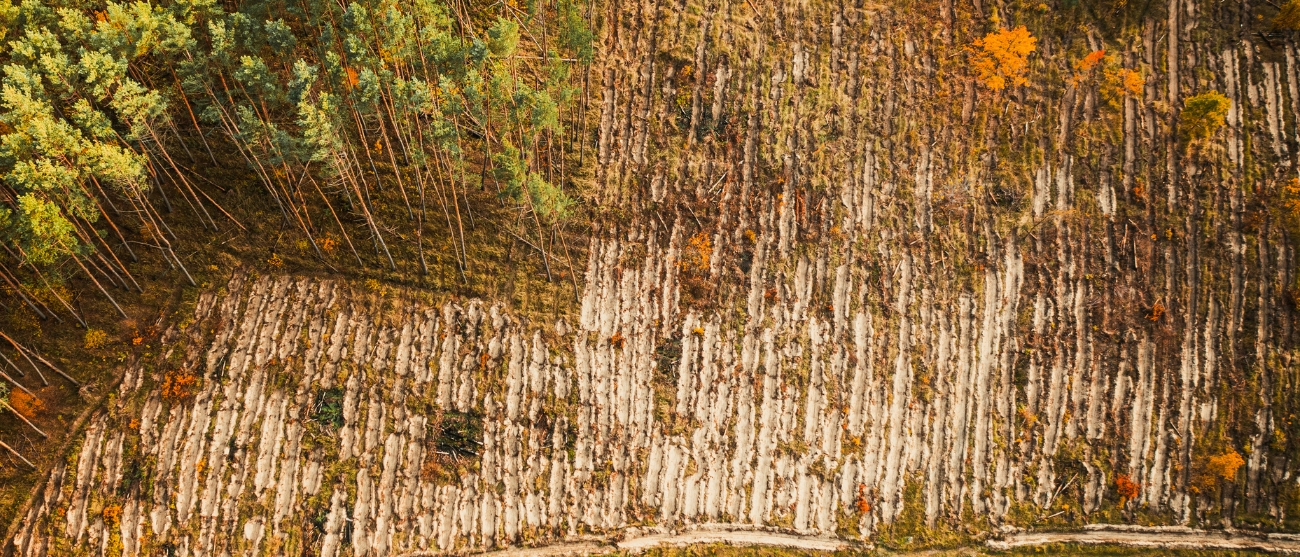 EUDR una nuova sfida per le filiere globali