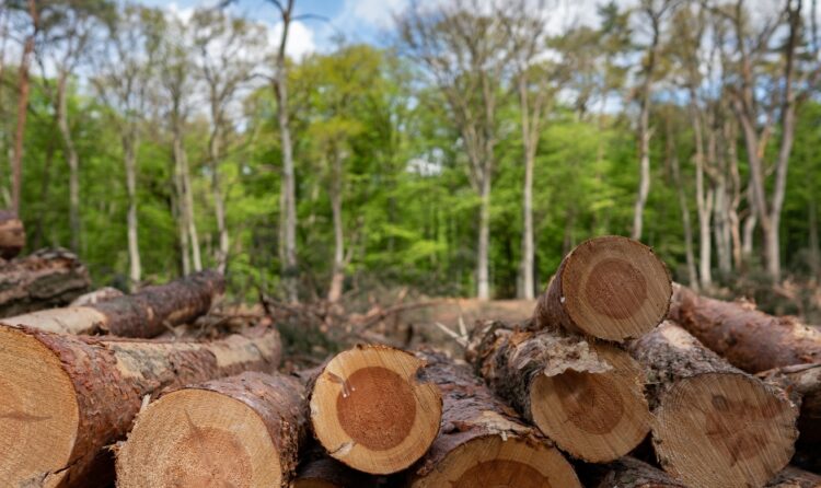 EUDR senza panico: come passare dalla teoria alla pratica